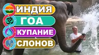 Индия Гоа / Душ и купание слонов с туристами / JUNGLE BOOK PARK