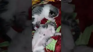 sleeping#Beauty cat