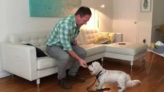 Training Walter to Speak to Teach him to Be Quiet