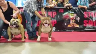 Champion Bean Vs Champion Rocko challenge