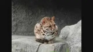 Leopardfur Audition