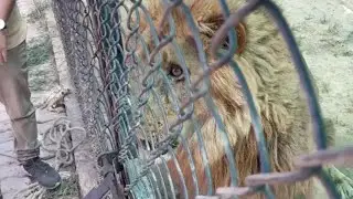 Daring rescuers sedate the lion by hand after a dart gun malfunctions *Crazy Happening* || WooGlobe
