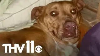 Couple wakes up to strange dog in their bed