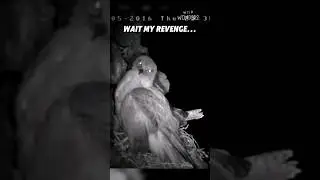 Peregrine Falcon vs Owl! 🔥