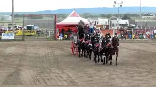 6 horse hitch drive at Maple Creek Rodeo