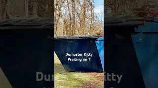 Dumpster Kitty #animals #animalshorts #catlovers #cat #catshorts #cats #shortvideo #food #kitty #fun