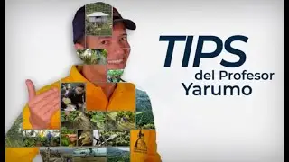 TIPS DEL PROFESOR YARUMO: COSTA RICA 95 -  CATIMOR