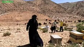 Nomadic lifestyle of iran : tradition and culture of nomads over time:apicultura :rural life