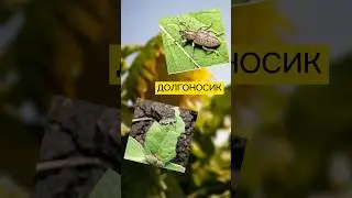 🐞 Подсолнечниковый долгоносик &mdash; скрытый враг фермеров Казахстана.