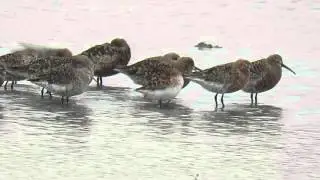Little Stint Calidris minuta