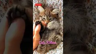 Cute Kittens| Funny Kittens | Cute Cats |Cute Animals | Cute Pets | Sweet Animals Video |  #shorts