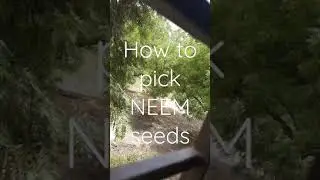 how to pick NEEM seeds.