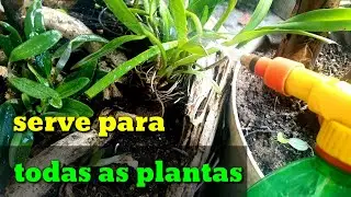 Como [ combater ] fungos mofo doen&ccedil;as e pragas nas plantas