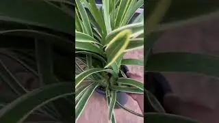 💕Golden robe with flowers stalks 1-3 blooms #shortvideo #orchid #plantlover