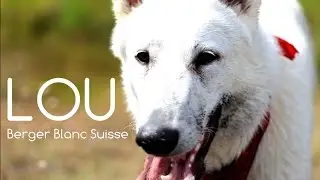 LOU - Berger Blanc Suisse