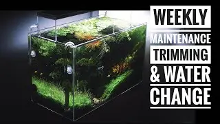 Aquascape Maintenance: 