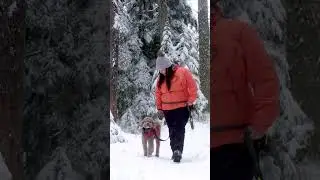 RC Pets : District Parka