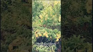 Nursery Plant ☘️☘️🌵🌵 #nursery #nurseryplants #Plantnursery #homenursery