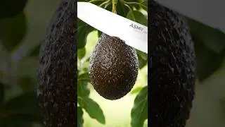 Fresh Avocoda Perfect |ASMR| Cutting video #ai #shortvideo #satisfying #subscribe #viral #avocado