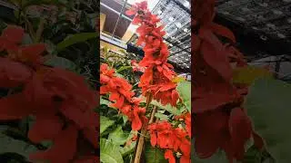 วาซีวีเซีย WARSZEWICZIA🧡EP.19 (2/2)🌻@tonmaipailay #flower #flowers  #warszewiczia #วาซีวีเซีย