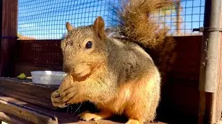 Snack time at recess with Squirrel Baby Grand Nuts