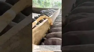 Automatic Feeding System for Pigs #farming #farmer