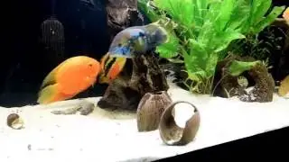 severum red spotted and cichlasoma salvini spawning!