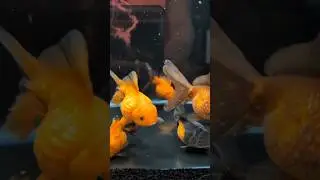 Join me in the Fish Room Ep.7 - Crown Pearlscales #fishroom #aquarium #pearlscale #pond