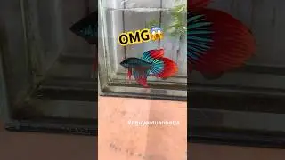 The beauty of wild betta imbellis🐠#bettafishtank #wildbetta