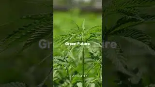 🌱Look the Eco Hemp Field.  #hemp #plant #fiber #sustainable #greenfuture