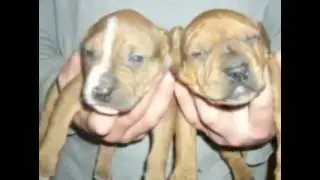 Normans Gamedogs