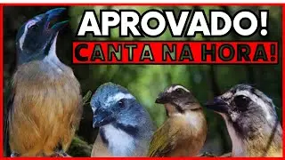 TESTE AGORA!💥 ESSE CANTO DE TRINCA FERRO ESQUENTA NA HORA! 💥 Trinca Ferro Cantando