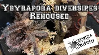 Ybyrapora diversipes rehoused #tarantula