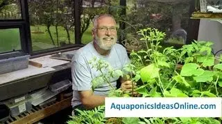 Getting Started With Aquaponics Gardening