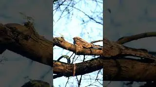 The Indian nightjar a small nightjar is a breeder in open lands across South Asia and Southeast Asia