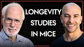 How a longevity study is conducted with mice | Peter Attia & Rich Miller