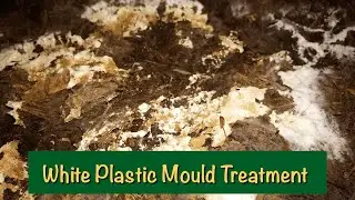 White Plastic Mould | Treatment | Button Mushroom