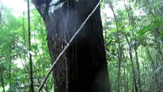 Puerto Rico Jungle River Forest off trail climb part 4