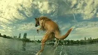 dog is jumping into the water
