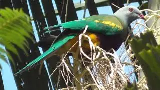 Wompoo Fruit-Dove (Ptilinopus magnificus)