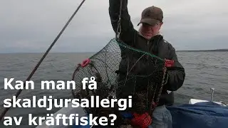 Kan man få skaldjursallergi av kräftfiske? - Kräftfiske 2020 Del 2