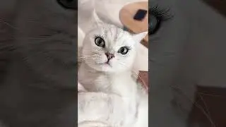 Cat + False eyelash???? #makeup