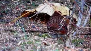 Red Fox Sparrow