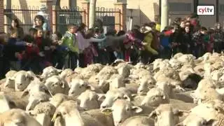 Arévalo celebra la segunda edición de la Fiesta de la Mesta