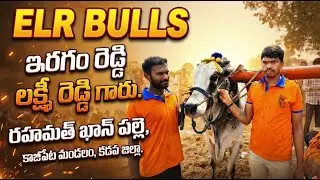 🚩నెల్లూరుజిల్లా చాకలికొండ సేద్యపు విభాగం 7జత ELR BULLS ఇరగమ్ రెడ్డి లక్ష్మీరెడ్డి గారు ఖాజీపేట