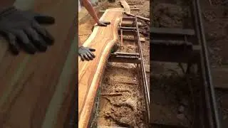 Как выглядит болотный #кипарис он же #таксодиум