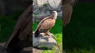 Белоголовый сип #животные #nature #live #птицы