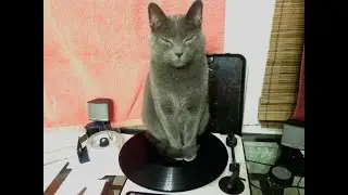 Tent Talks Tunes: weird records (loosely defined)