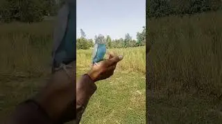 Budgie bhaag gya ?😲parrot free fly training #freefly #budgies #shorts #birds #staytuned