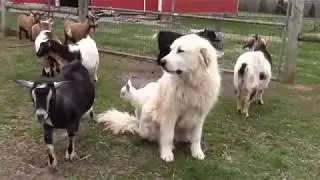 Meeting the herd: a docudrama mini-series: episode 1 of 4